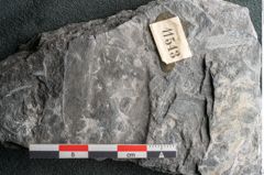 Foto (Detailansicht) von Plantae indet.  (NHMW-GEO-2024-0188-11543)